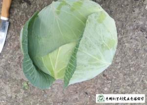 Wholesale Clean Flat Head Cabbage Low Calories Contains Small Micronutrient No Stain from china suppliers