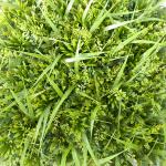 Supermarket Artificial Grass Wall Decor 25mm 40mm
