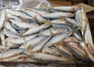 Wholesale A Grade 50g-60g Pacific Mackerel Fresh Frozen Seafood from china suppliers