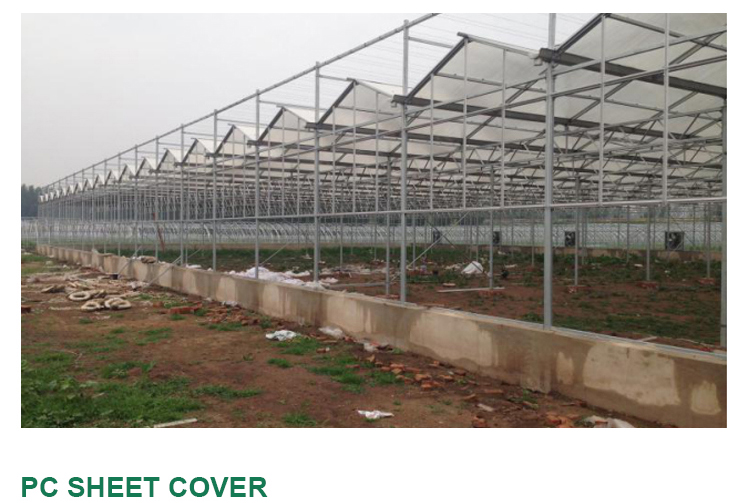 PC Greenhouse for Multi-Span Agricultural Greenhouses Section 8.0m Strong Structure