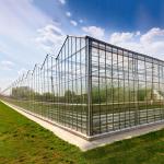 Agricultural Transparent Venlo Type Greenhouse For Fruits Flowers
