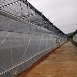 Film Cover Material Agriculture Multi Span Greenhouse with Galvanized Steel Pipe