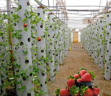 Hydroponic Plant Growth Systems Greenhouses for Optimal Results