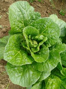 Wholesale Rich Nutrients Raw Green Cabbage / Chinese Green Cabbage Japan Standard from china suppliers