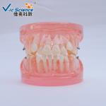 Natural Size Dental Study Models VIC-B2 24pcs Plastic Orthodontic Teeth Model