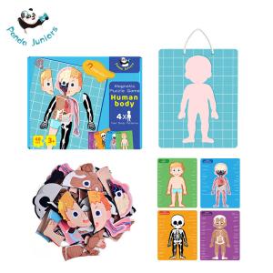 Wholesale Human Body Magnetic Puzzle Game Material Glossy Artpaper White Board for Kids 3+ from china suppliers