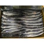 All Size Sea Frozen BQF Pacific Saury Cololabis Saira
