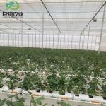 Hydroponic Planting Multi Span Greenhouse for Vegetables/Tomato 200 Microns Film