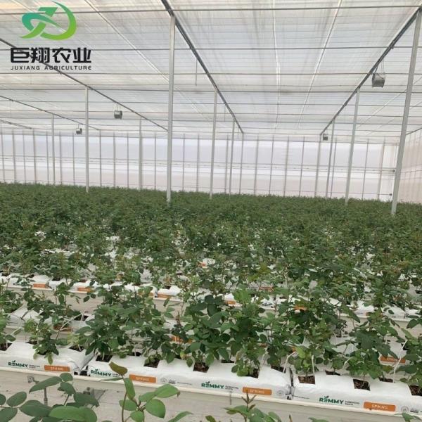Juxiang Hydroponic Greenhouse Film Thinckness 120/150/180/200micron Eaves Height