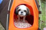 Outdoor sun protection small and medium-sized dog pet nest, special kennel cat
