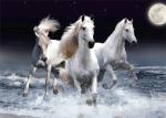 PLASTIC LENTICULAR Wholesale PET 3D Stereo Animal Pictures Lenticular Printing