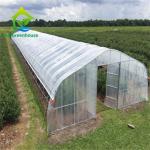 0.06mm 0.20mm Thick Flm Poly Tunnel Greenhouse Hot Galvanised Steel Greenhouse