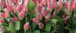 Flower packaging net making machinery