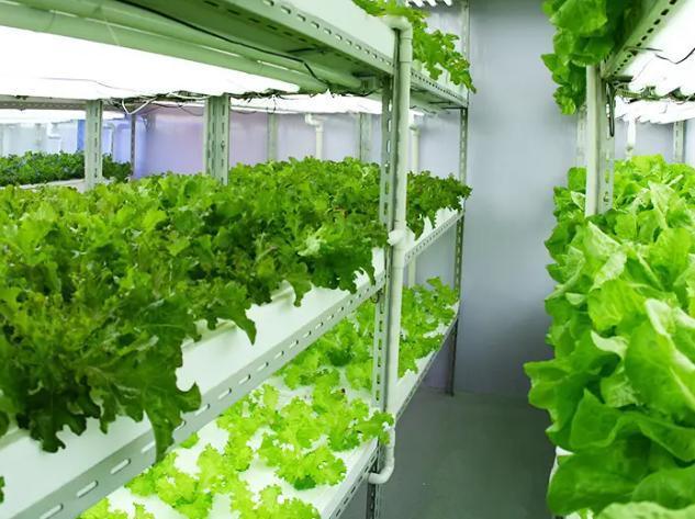 Container Farming Lighting System for Greenhouses