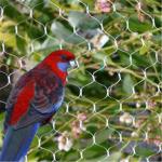 Garden Corrosion Resistance Vineyard Bird Netting , Bird Proof Netting For Fruit