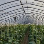 Film Cover Material Agriculture Tunnel Greenhouse Solution for Large Crop