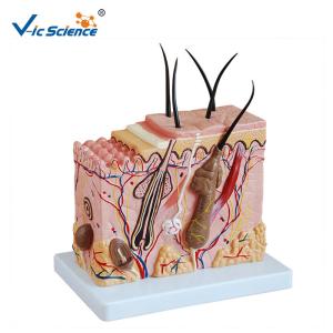Wholesale Medium Sized Human Anatomical Model Skin Model Anatomy Magnification 70 Times from china suppliers