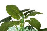 Fake Colocasia Esculenta, Plastic variegata artificial Taro, Subtropics Faux