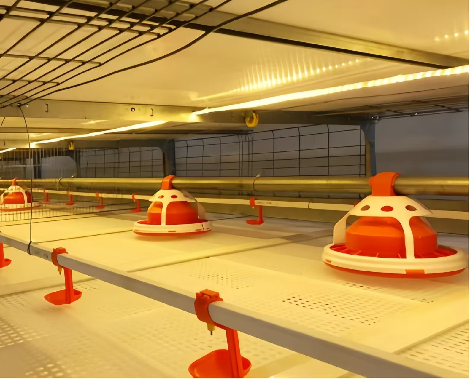 Automatic Broiler Chicken Farming Equipment H Type Chicken Steel Cage
