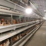 Automatic Laying Poultry Farm Equipments H Type 4Tiers 192 Birds Layer Battery