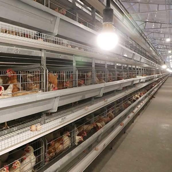 Automatic Laying Poultry Farm Equipments H Type 4Tiers 192 Birds Layer Battery