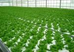 Greenhouse Aeroponics Hydroponics System 3 Meter