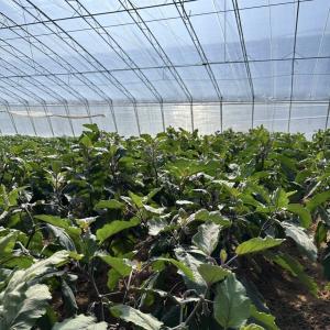 Wholesale JX-SG-111 Climate-Controlled Sunlight Greenhouse for Sand Culture Vegetable Planting from china suppliers