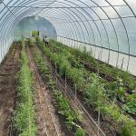 galvanized steel pipe Single-Span Film Commercial Tunnel Plastic Greenhouse for
