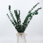 Lovely Preserve Eucalyptus Leaves , Eucalyptus Dried Flowers With Long Life