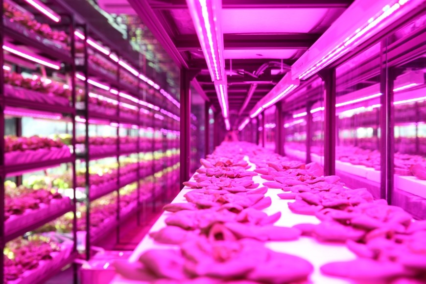 1000W 310nm Horticulture LED Grow Lights