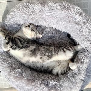 Wholesale Cushion Polypropylene Plush Round 300g Cat Nest Basket from china suppliers
