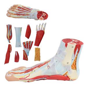 Wholesale Life size Anotomy Didactic Research Medical School Campus Hospital Rehabilitation Treatment After Surgery Foot Ankle Model from china suppliers