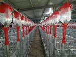 Automatic Piggery Farm Equipment 45mm Dia Disc Chain Feeding Hog Barn Supplies