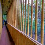 Garden Furniture Natural Bamboo Poles Stakes Straight For Garden Plant Length