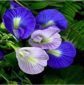 Wholesale Butterfly pea Extract, Butterfly pea Powder, Blue Powder, Chinese manufacturer, Shaanxi Yongyuan Bio-Tech from china suppliers