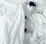 Supply Good quality King, Queen size Down Duvets