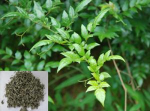 Wholesale Vine Tea Extract, Dihydromyricetin 98%, Ampelopsin, CAS No.: 27200-12-0, Qualified Chinese supplier from china suppliers