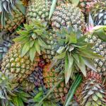 Green Papaya Enzyme Powder Protein Peptide Processing And Amino Acid Production