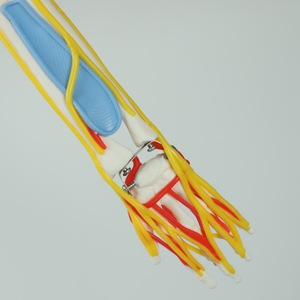 Teaching Model with Chromatic Vessels Nerves Skeleton Model with Stand Anatomy 85 cm Human Skeleton Model