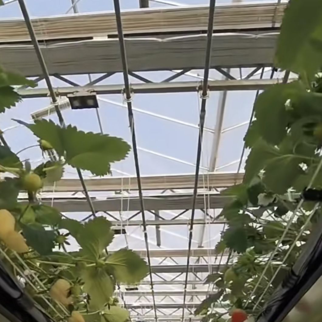 a Type Roof Glass Greenhouse Hydroponic Setup