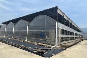 Wholesale Multi Span Film Vegetables Greenhouse In Hot Climate With Sprinkler Irrigation System from china suppliers