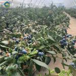 Easy To Assemble Transparent Blueberry Greenhouse With Electric Systems