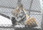 Ss304 Flexible Zoo 150x150mm Stainless Steel Webnet To Monkey Tiger Cage