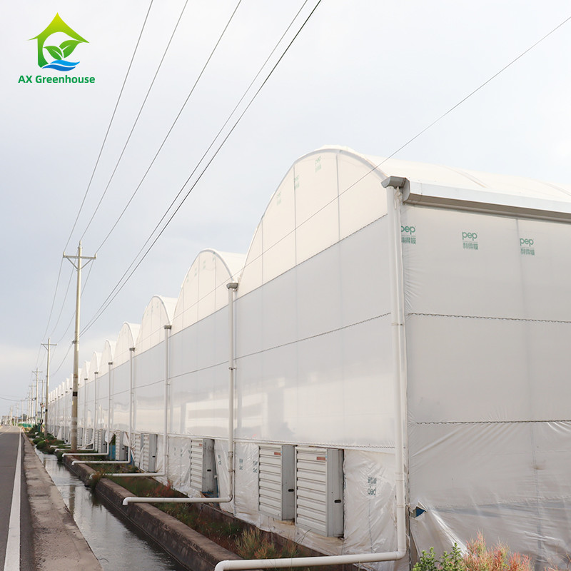 Steel Tructure UV Resistant Film Poly Tunnel Multi-span Vegetable Greenhouse for Tomatoes