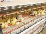 Multifunctional Broiler Chicken Layer Battery Cage Automatic Poultry Farming