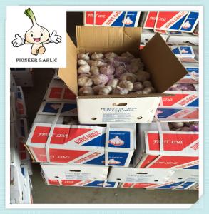 Wholesale good quality fresh garlic supplier of china China fresh white garlic price 2016 from china suppliers