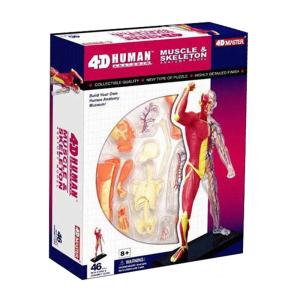 Wholesale Puzzle Muscle 4d Master Human Anatomy Doll 46 Parts Assembled from china suppliers