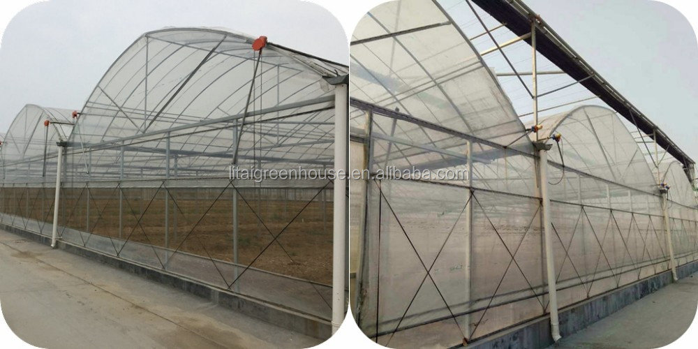 Single Layer Multi-Span Agricultural Greenhouses for Large-Scale Tomato Plant Farming