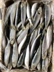 BQF / IQF Frozen Sardine Fish , 70/80pcs 80/90pcs Fresh Frozen Seafood