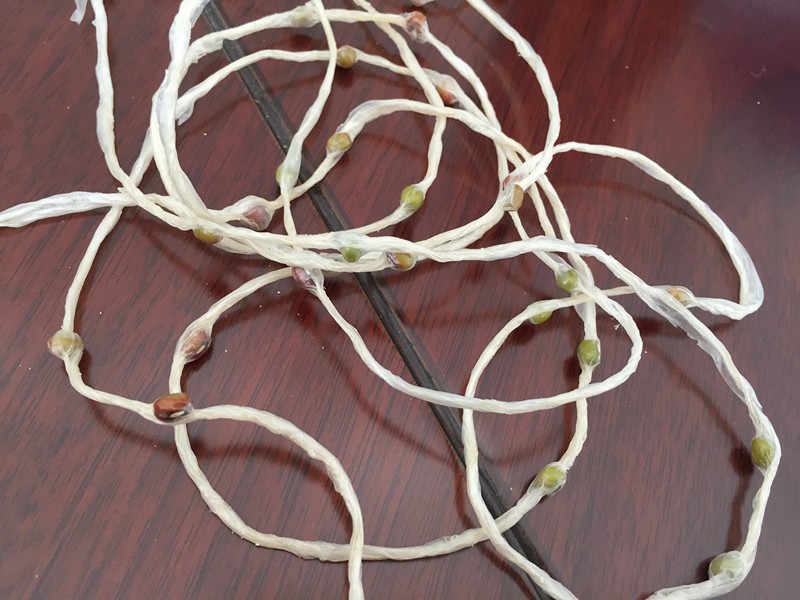 seed tape2.jpg